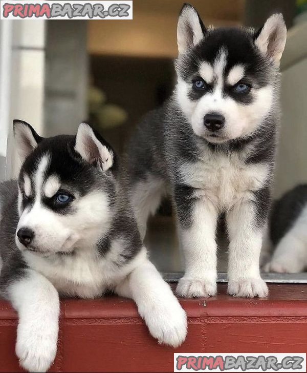 krásná štěňátka sibiřského huskyho k adopci – fotografie 1