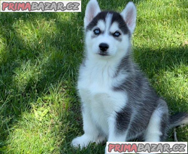 Sibiřský husky pejsek – fotografie 2
