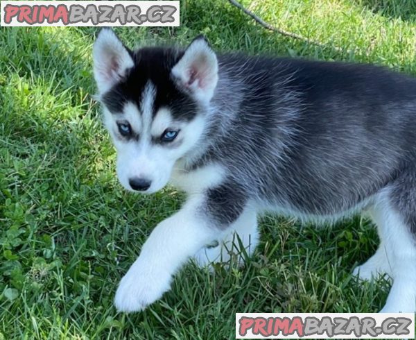 Sibiřský husky pejsek – fotografie 4