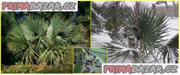 Palma Sabal Minor - semena – fotografie 1
