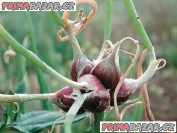 Cibule prorůstaná (Egyptská) - cibulky – fotografie 1