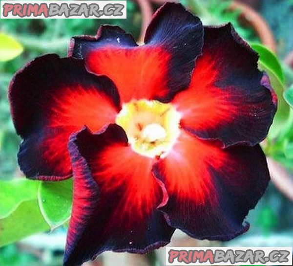 Adenium obesum 'black fire' - semena – fotografie 1