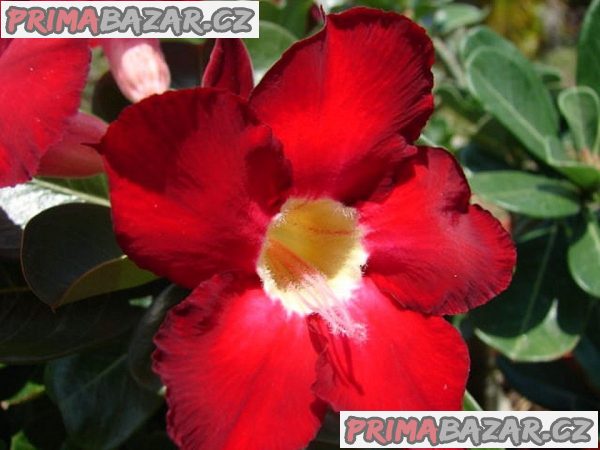 Adenium obesum 'dark forest' - semena – fotografie 1