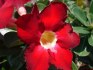 Adenium obesum 'dark forest' - semena