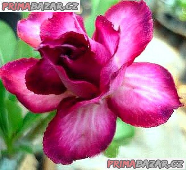 Adenium obesum 'double violet' - semena – fotografie 1