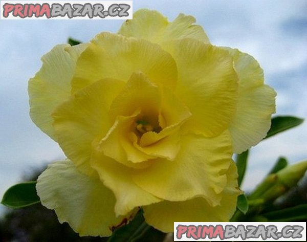 Adenium obesum 'happy' - semena – fotografie 1