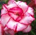 Adenium obesum 'Lady Gaga' - semena