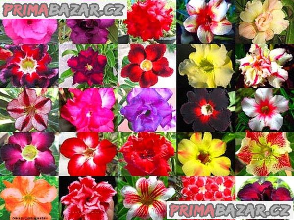 Adenium obesum mix barev - semena – fotografie 1
