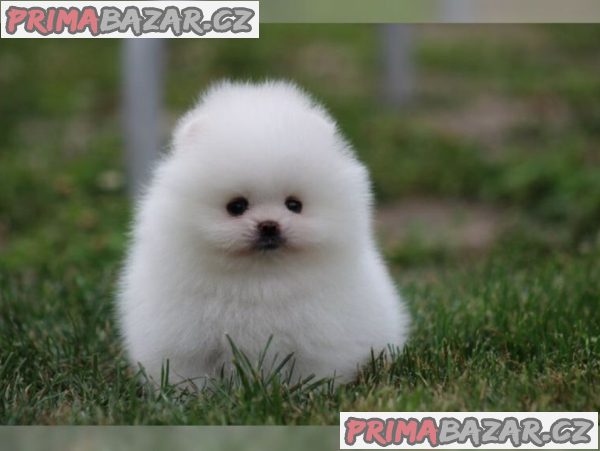 Německý špic trpasličí (Pomeranian) štěňátka – fotografie 4
