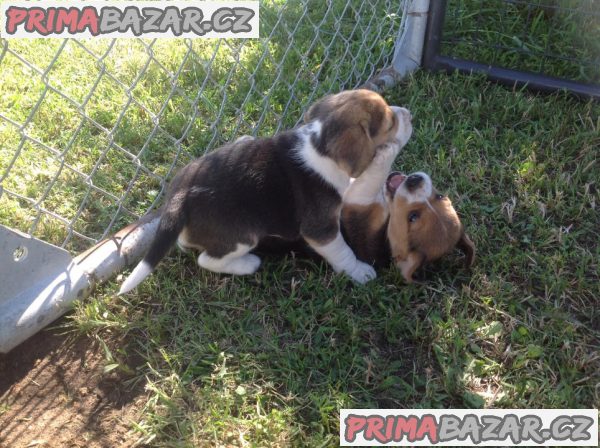 pejsek beagle – fotografie 4