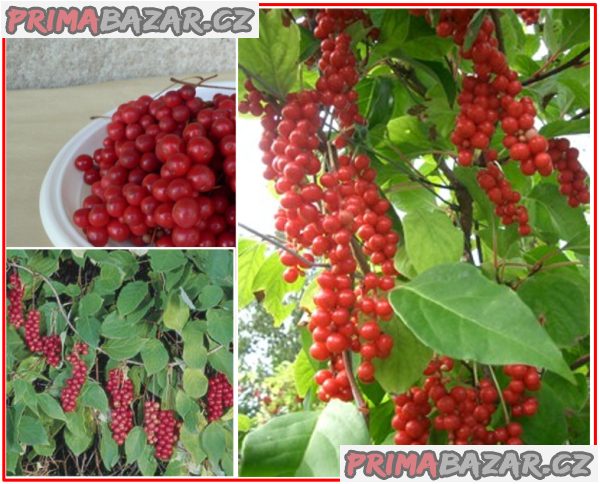 Schizandra chinensis - semena – fotografie 1