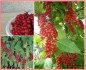 Schizandra chinensis - semena