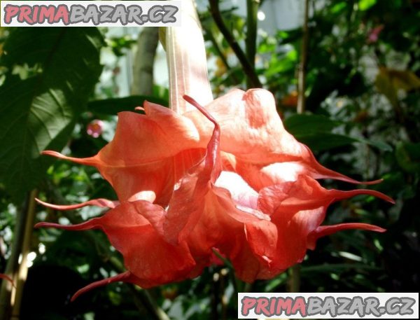 Řízek Brugmansia Angels Exotic - Andělská trumpeta – fotografie 1