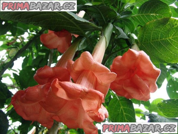 Řízek Brugmansia Angels Honeymoon - Andělská trumpeta – fotografie 1