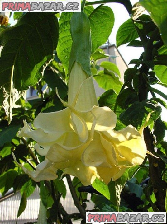Řízek Brugmansia Angels Surprise - Andělská trumpeta – fotografie 1