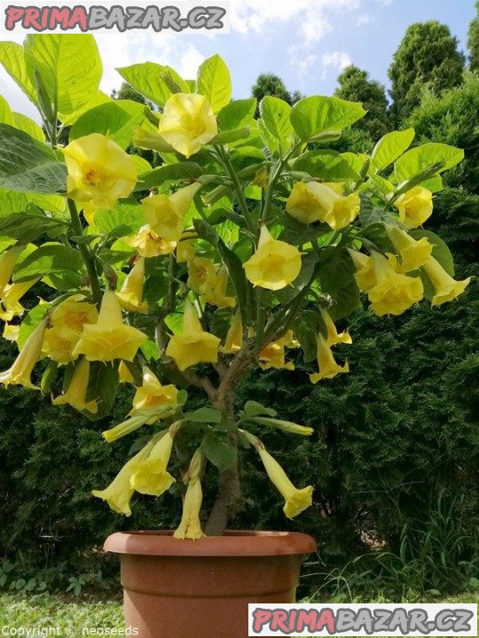 Řízek Brugmansia Goldface - Andělská trumpeta – fotografie 1