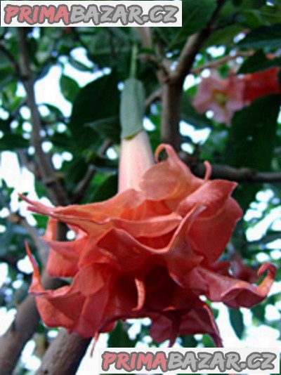 Řízek Brugmansia Phänomenal - Andělská trumpeta – fotografie 1