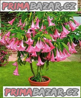 Řízek Brugmansia Suaveolens - Andělská trumpeta – fotografie 1