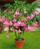 Řízek Brugmansia Suaveolens - Andělská trumpeta