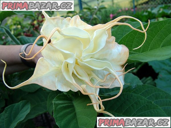 Řízek Brugmansia Summertime - Andělská trumpeta – fotografie 1