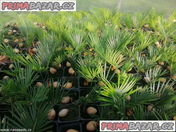 Sazenice Cycas revoluta-cykas japonský – fotografie 1