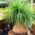 Sazenice Sloní noha-beaucarnea guatemalensis