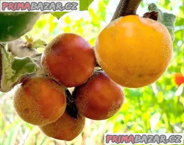 Solanum sessiliflorum - Kokona - semena – fotografie 1