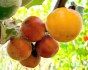 Solanum sessiliflorum - Kokona - semena