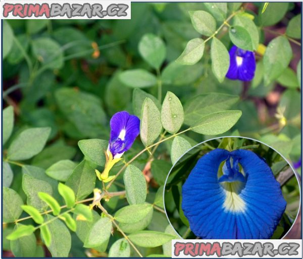 Clitoria Ternatea - semena – fotografie 1