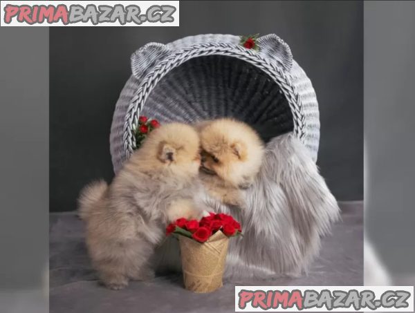 Německý špic trpasličí (Pomeranian) šťeňátka – fotografie 4