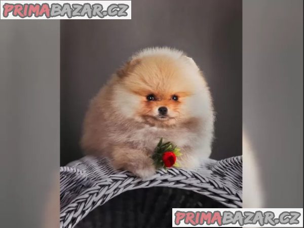 Německý špic trpasličí (Pomeranian) šťeňátka – fotografie 5