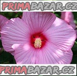 Hibiscus Moscheutos mix barev - semena – fotografie 1