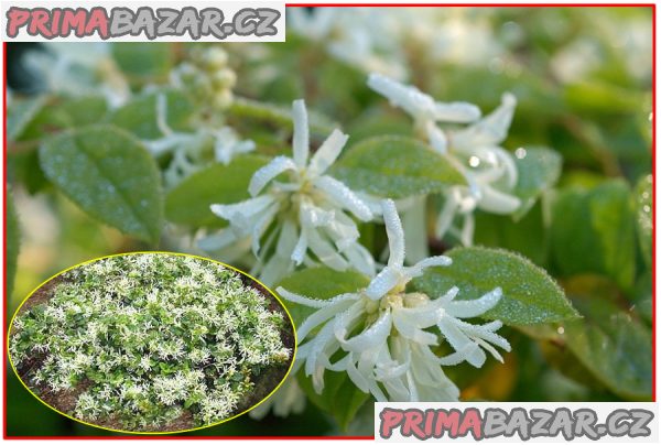 Loropetalum Chinense - semena – fotografie 1