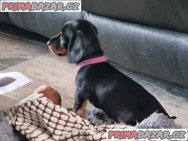 Jezevčík hladkosrstý trpasličí na prodej – fotografie 5