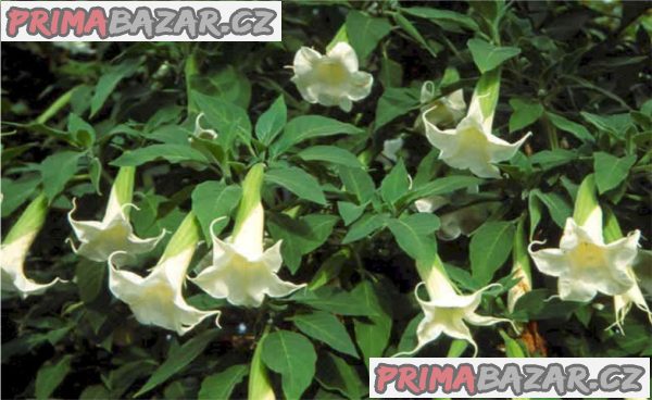řízek Brugmansia Arborea – fotografie 1