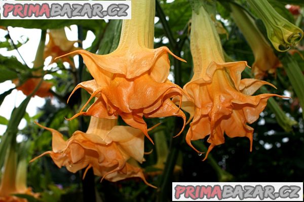 Řízek Brugmansia Angels Amber Queen – fotografie 1