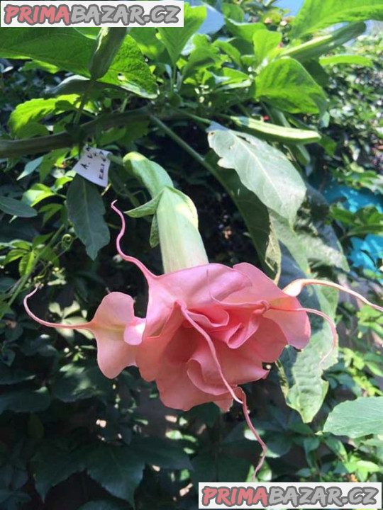 Řízek Brugmansia Angels Lady – fotografie 1