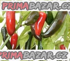 Chilli Jalapeňo Tam Vera Cruz - semena – fotografie 1