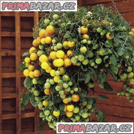 Rajče Tumbling Tom Yellow - semena – fotografie 1