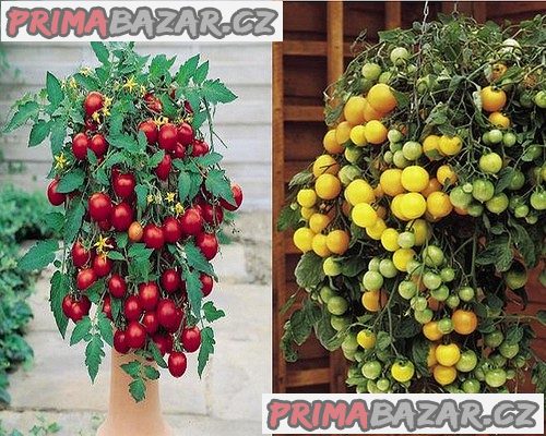 Rajče 2 x 10 Tumbling Tom Yellow + Red převislé truhlíkové - semena – fotografie 1