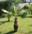 semena Palma Washingtonia robusta