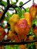 Chilli Puerto Rican - SEMENA