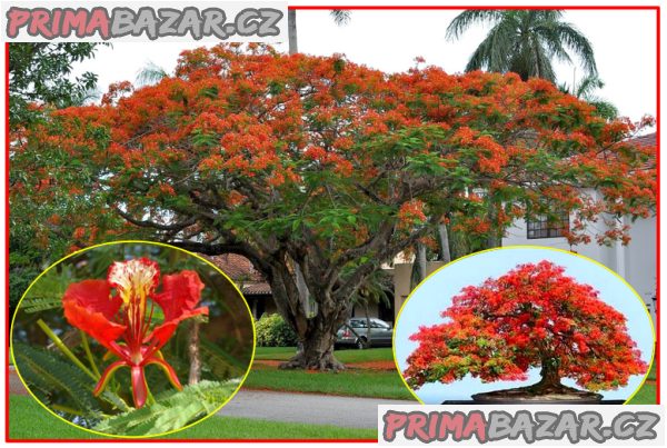 Delonix Regia - Ohňový strom - semena – fotografie 1