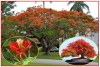 Delonix Regia - Ohňový strom - semena