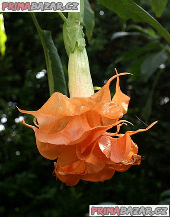 řízek Brugmansia Angels Sunexplosion – fotografie 1