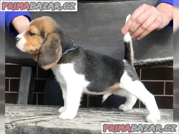 Bígl štěňátka s PP – fotografie 1