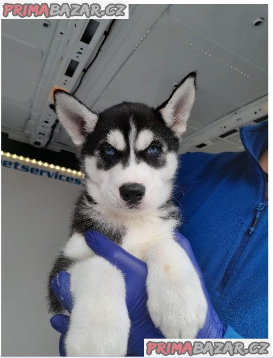 Sibiřský husky – fotografie 5