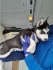 Sibiřský husky