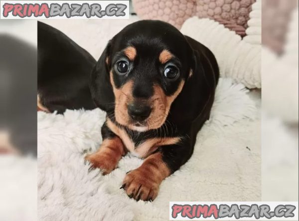 Jezevčík hladkosrstý trpasličí – fotografie 3