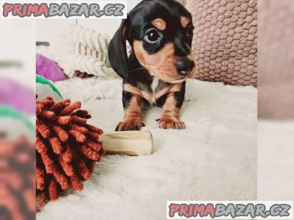 Jezevčík hladkosrstý trpasličí – fotografie 6